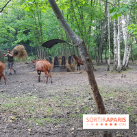 Zoo de Thoiry 2018 : les photos