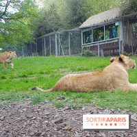 Zoo de Thoiry 2018 : les photos