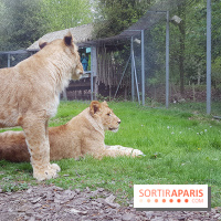 Zoo de Thoiry 2018 : les photos