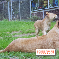 Zoo de Thoiry 2018 : les photos