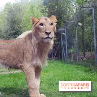 Zoo de Thoiry 2018 : les photos