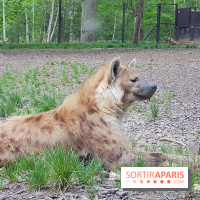 Zoo de Thoiry 2018 : les photos