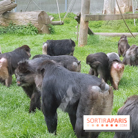 Zoo de Thoiry 2018 : les photos