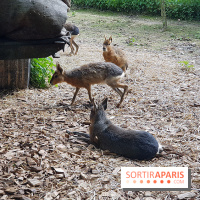 Zoo de Thoiry 2018 : les photos