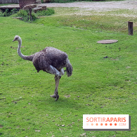 Thoiry 2018 - Safari