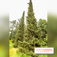 L'Arboretum de Versailles - Chevreloup