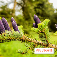 L'Arboretum de Versailles - Chevreloup