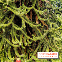 L'Arboretum de Versailles - Chevreloup