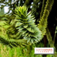 L'Arboretum de Versailles - Chevreloup