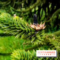 L'Arboretum de Versailles - Chevreloup