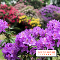 L'Arboretum de Versailles - Chevreloup