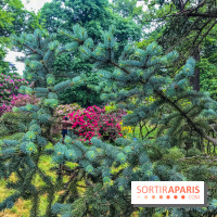 L'Arboretum de Versailles - Chevreloup