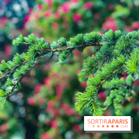 L'Arboretum de Versailles - Chevreloup