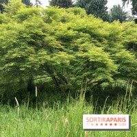 L'Arboretum de Versailles - Chevreloup