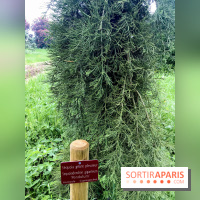 L'Arboretum de Versailles - Chevreloup