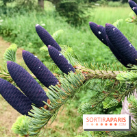 L'Arboretum de Versailles - Chevreloup