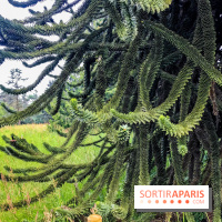 L'Arboretum de Versailles - Chevreloup