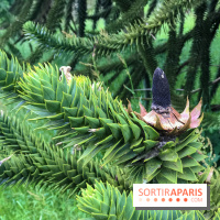 L'Arboretum de Versailles - Chevreloup