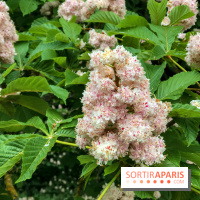 L'Arboretum de Versailles - Chevreloup