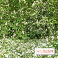 L'Arboretum de Versailles - Chevreloup