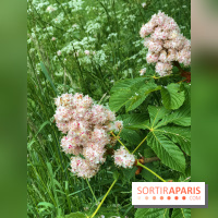 L'Arboretum de Versailles - Chevreloup