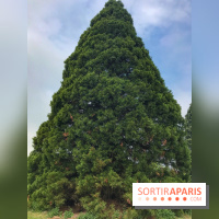 L'Arboretum de Versailles - Chevreloup