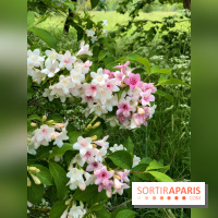 L'Arboretum de Versailles - Chevreloup