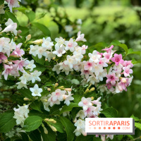 L'Arboretum de Versailles - Chevreloup