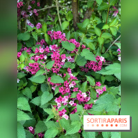 L'Arboretum de Versailles - Chevreloup