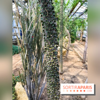 L'Arboretum de Versailles - Chevreloup