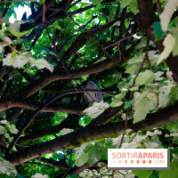 Fête de la Nature 2018 : les oiseaux de Paris