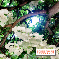 Fête de la Nature 2018 : les oiseaux de Paris