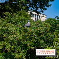 Fête de la Nature 2018 : les oiseaux de Paris