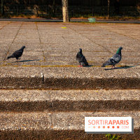 Fête de la Nature 2018 : les oiseaux de Paris