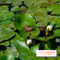 Fête de la Nature 2018 : les oiseaux de Paris