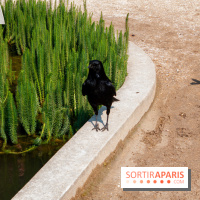 Fête de la Nature 2018 : les oiseaux de Paris