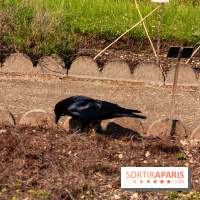 Fête de la Nature 2018 : les oiseaux de Paris