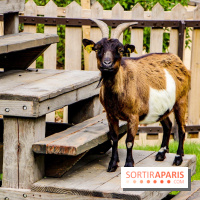 Le Jardin d'Acclimatation dévoile son nouveau visage et ses attractions, les photos