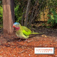 Le Jardin d'Acclimatation dévoile son nouveau visage et ses attractions, les photos