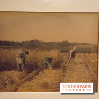 Terres de riz, l'exposition au musée Guimet