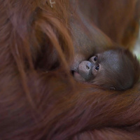 Un bébé orang outang au Parc Floral de Vincennes