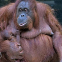 Un bébé orang outang au Parc Floral de Vincennes