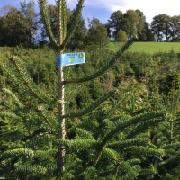 Noël 2020 : notre best of des Sapins de Noël 