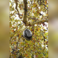 FIAC 2012 au Jardin des Plantes