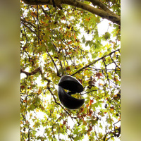 FIAC 2012 au Jardin des Plantes