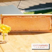 DOMUS se lance dans la production de miel