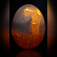 Anthony Cottarel - Festival International de la Photographie Culinaire 2012