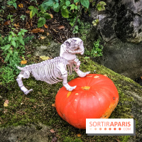 Halloween à la Mer de Sable 2018, les photos