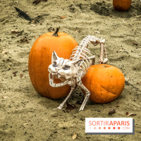 Halloween à la Mer de Sable 2018, les photos