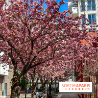 visuel Paris visuel  - cerisier en fleurs